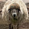 Avatar de l’utilisateur
